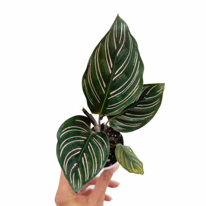 Calathea Ornata