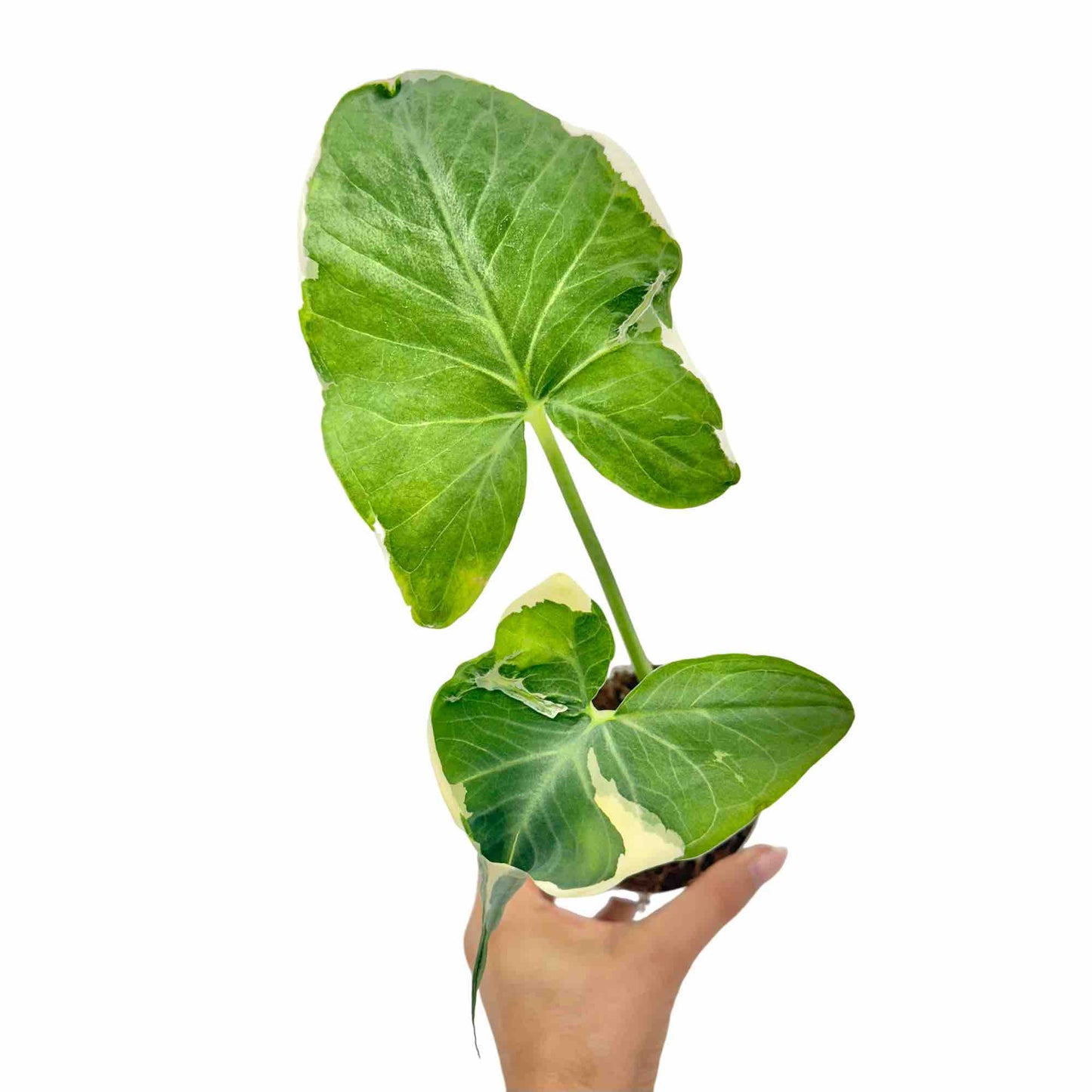 Xanthosoma Atrovirens Variegata