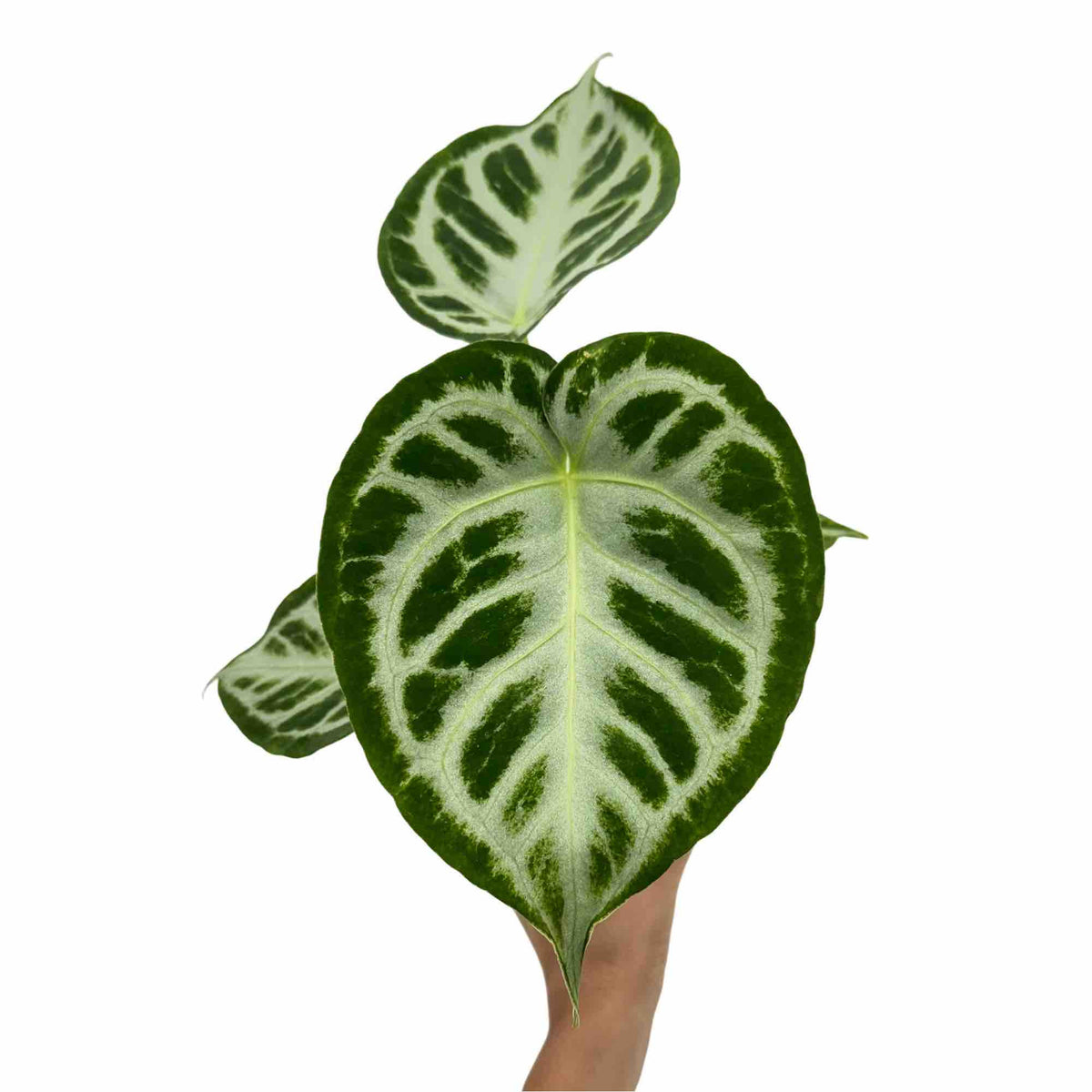 Anthurium Silver Blush avec un feuillage aux feuilles vertes foncées marbrées de motifs vert clair et argentés