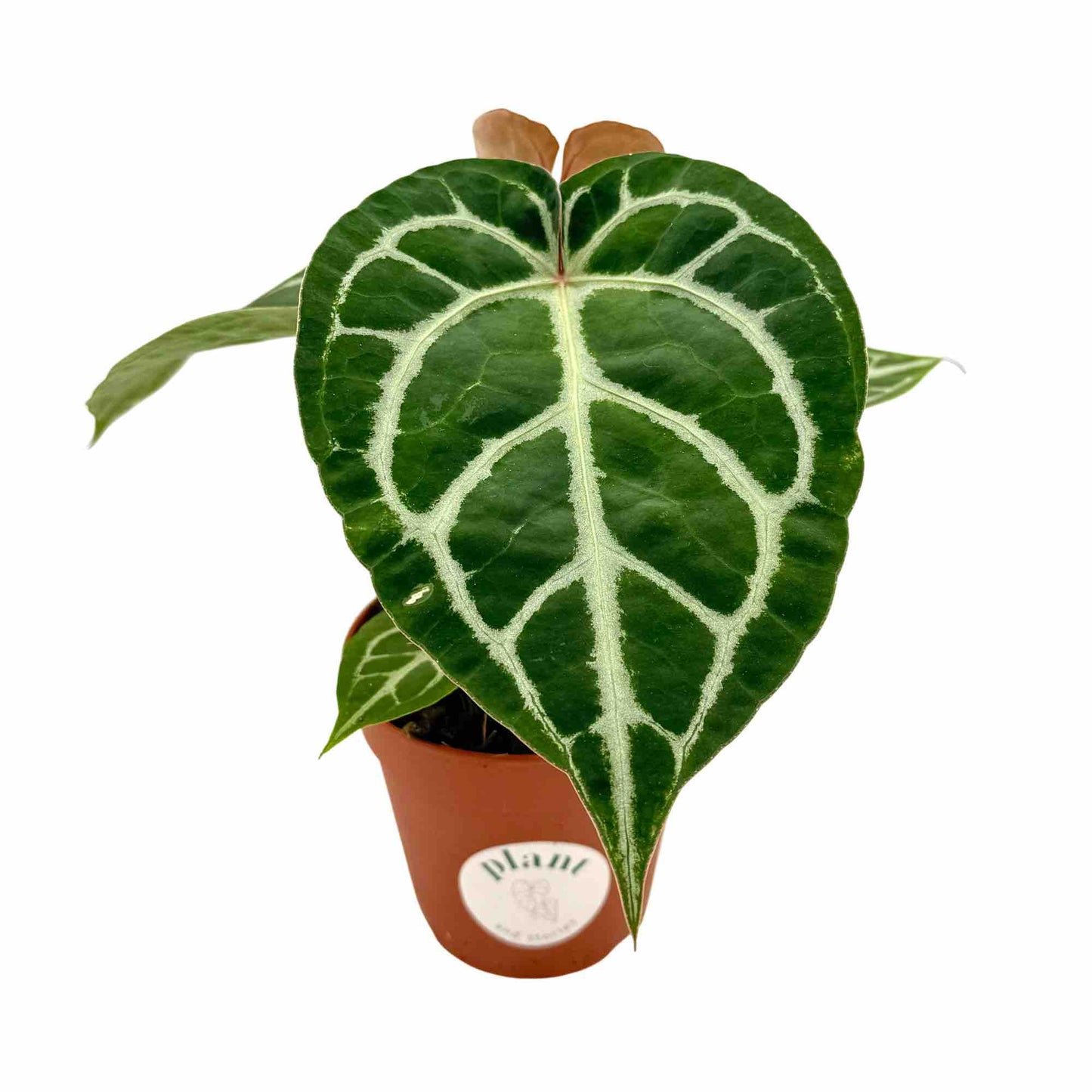 Anthurium Crystallinum