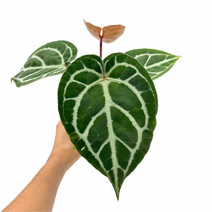 Anthurium Crystallinum