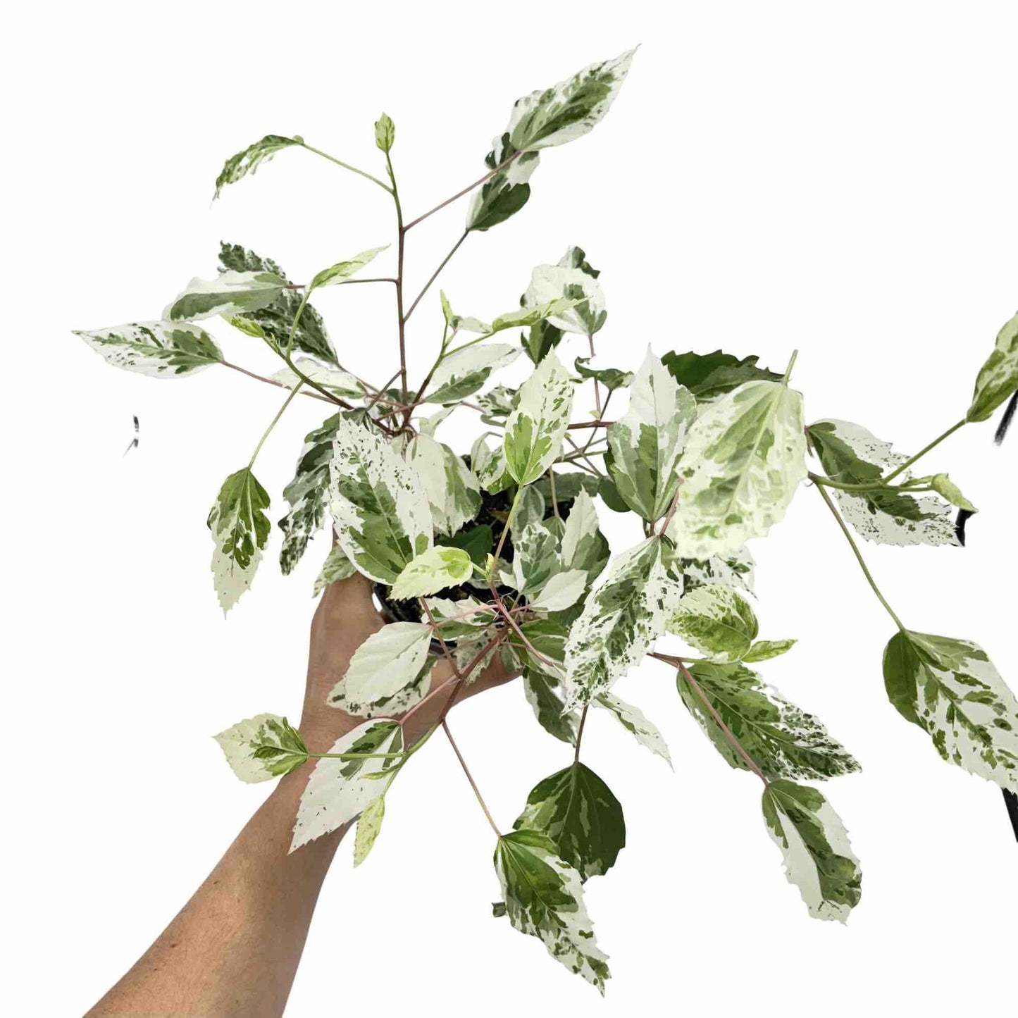 Hibiscus Variegata