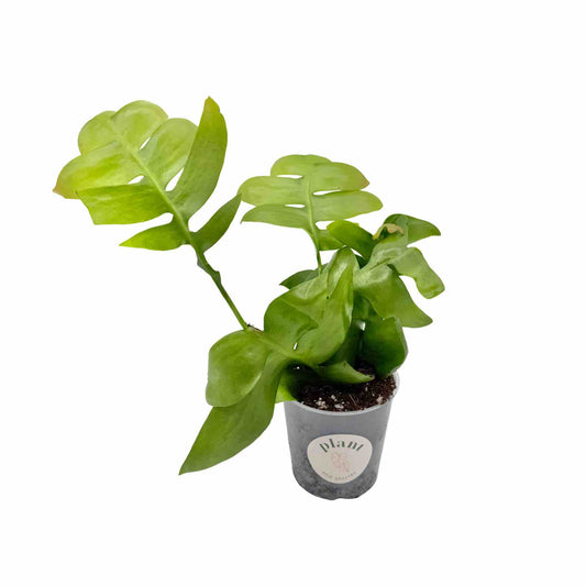 Epiphyllum Chrysocardium, une jeune plante vigoureuse aux feuilles vert vif profondément découpées dans son pot transparent