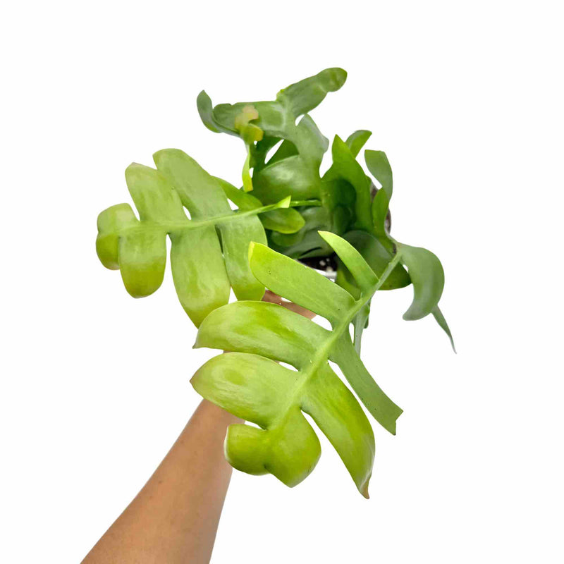 Epiphyllum Chrysocardium