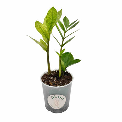 Zamioculcas Zamiifolia Chameleon