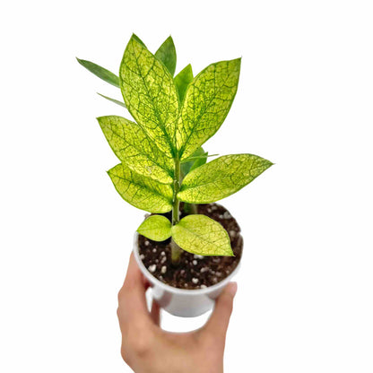 Zamioculcas Zamiifolia Chameleon