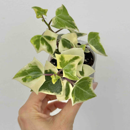 Senecio Macroglossus Variegatus