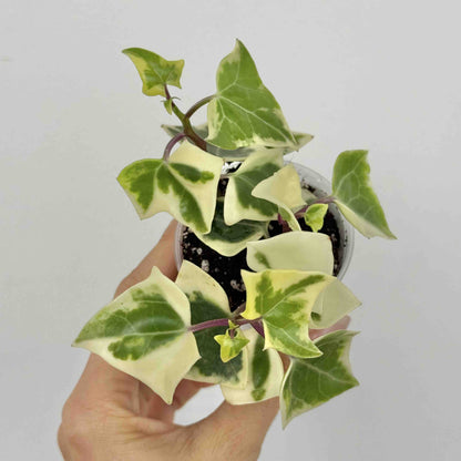 Senecio Macroglossus Variegatus