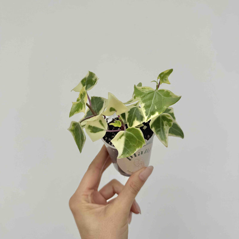 Senecio Macroglossus Variegatus