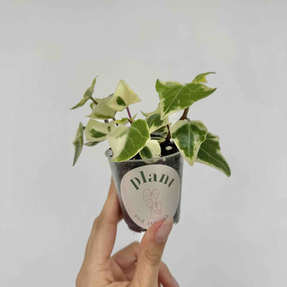 Senecio Macroglossus Variegatus