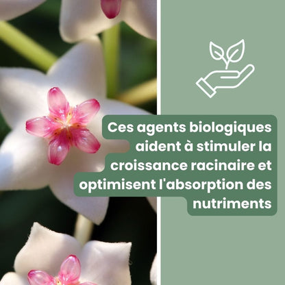 Terreau Hoya Premium - Enrichi en Mycorhize et Bacillus - Fabriqué en France
