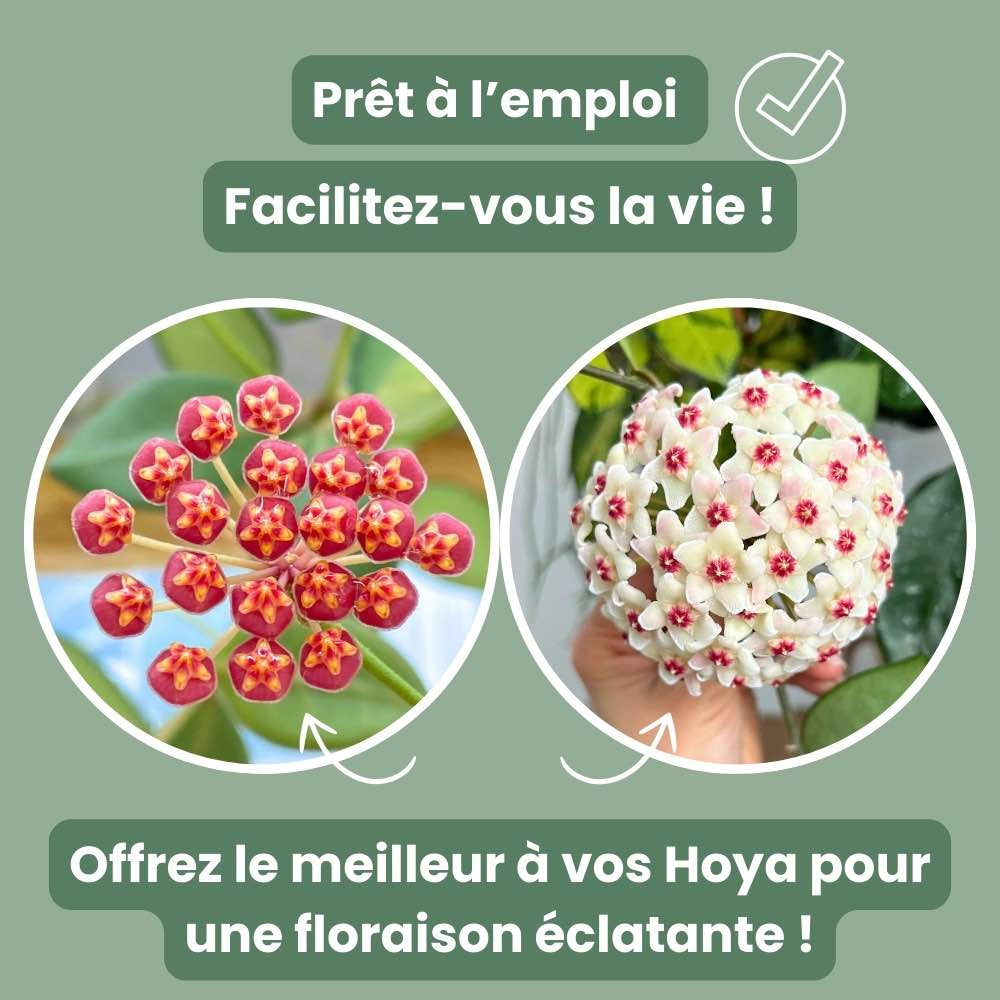 Terreau Hoya Premium - Enrichi en Mycorhize et Bacillus - Fabriqué en France