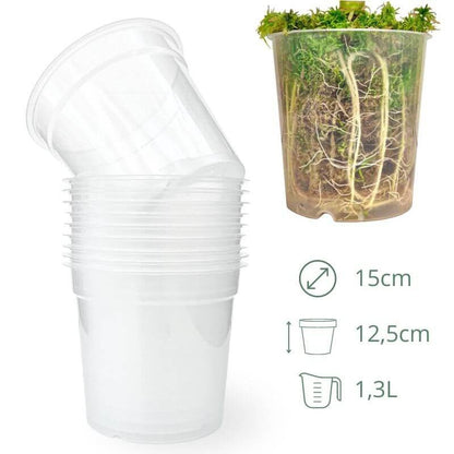 Lot x10 Pots Transparents - plantandstories