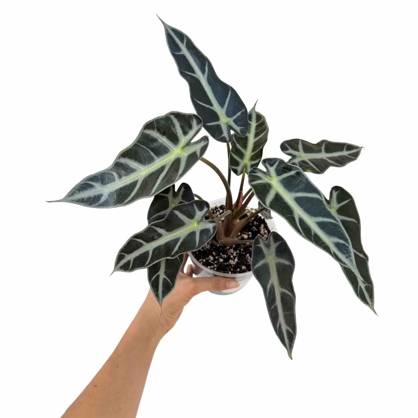 Alocasia Bambino Arrow