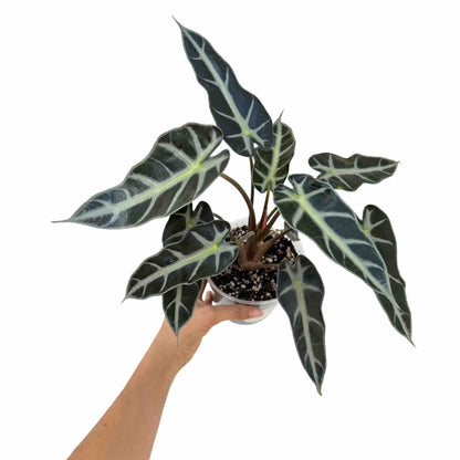 Alocasia Bambino Arrow