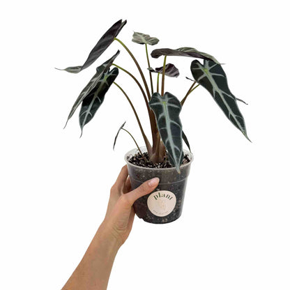 Alocasia Bambino Arrow