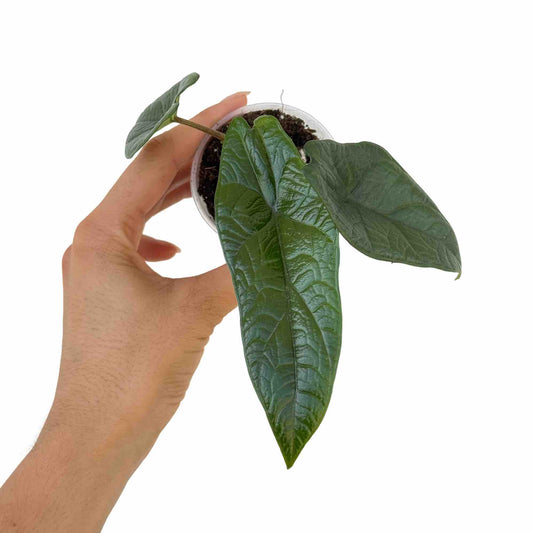Alocasia Scalprum juvénile aux feuilles vert foncé, très texturées et pointues, dans un pot transparent