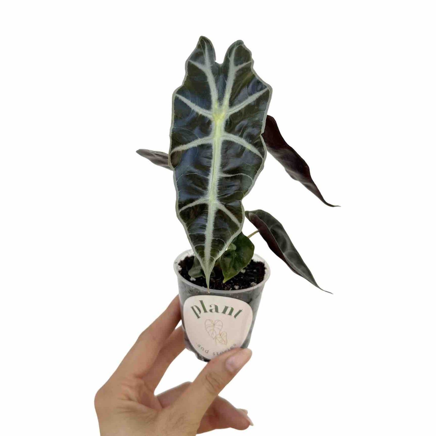 Alocasia Polly