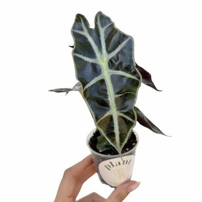 Alocasia Polly