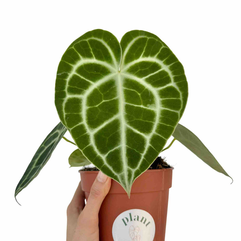 Anthurium Clarinervium