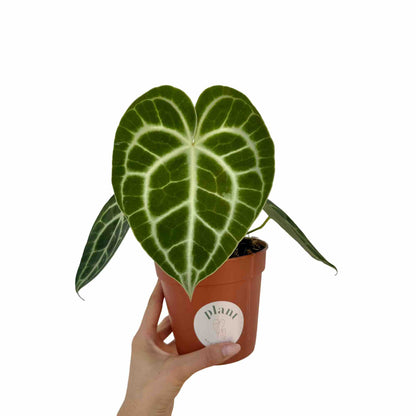 Anthurium Clarinervium