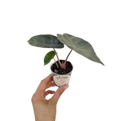 Alocasia Pink Dragon