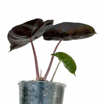 Alocasia Pink Dragon