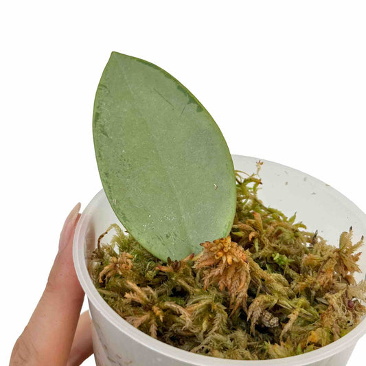 Hoya Silver Dollar