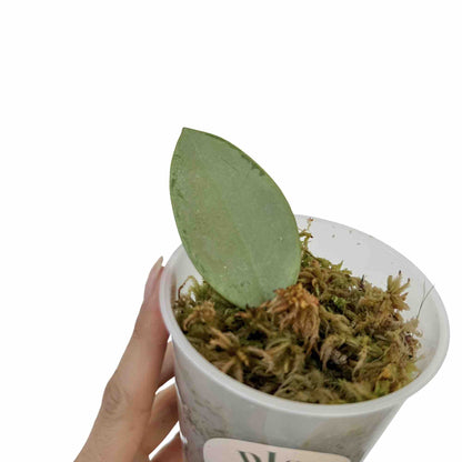 Hoya Silver Dollar