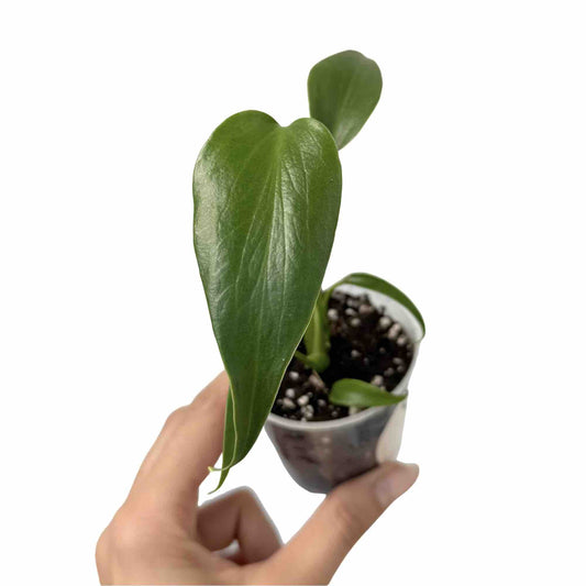 Monstera Burle Marx Flame - plantandstories