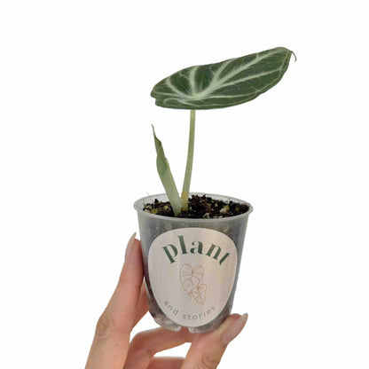 Alocasia Black Ninja