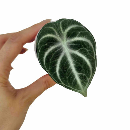 Alocasia Black Ninja