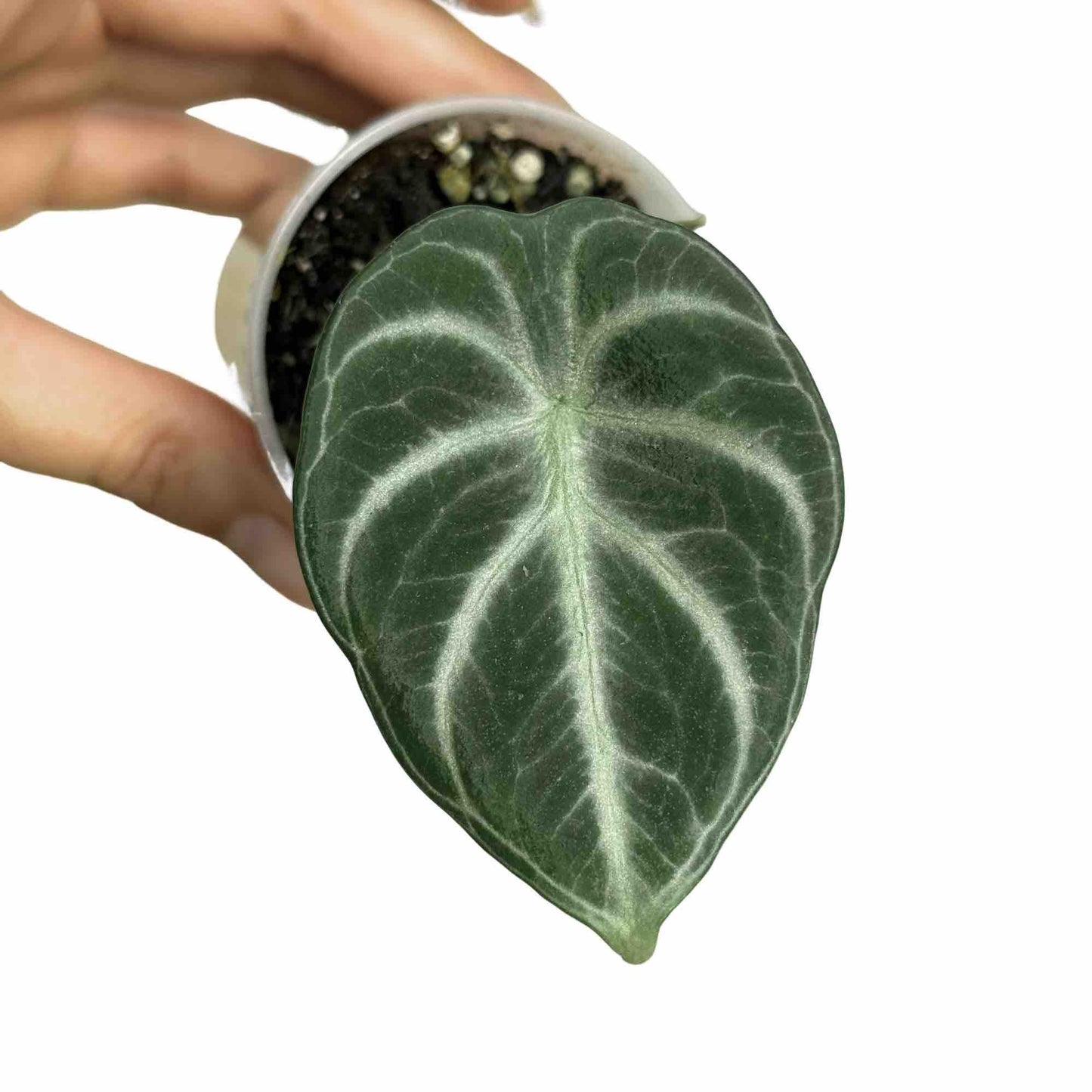 Alocasia Black Ninja