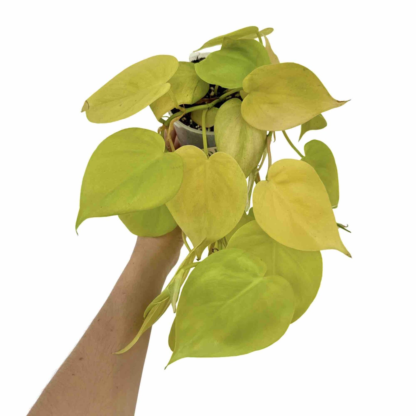 Philodendron Scandens Lemon Lime