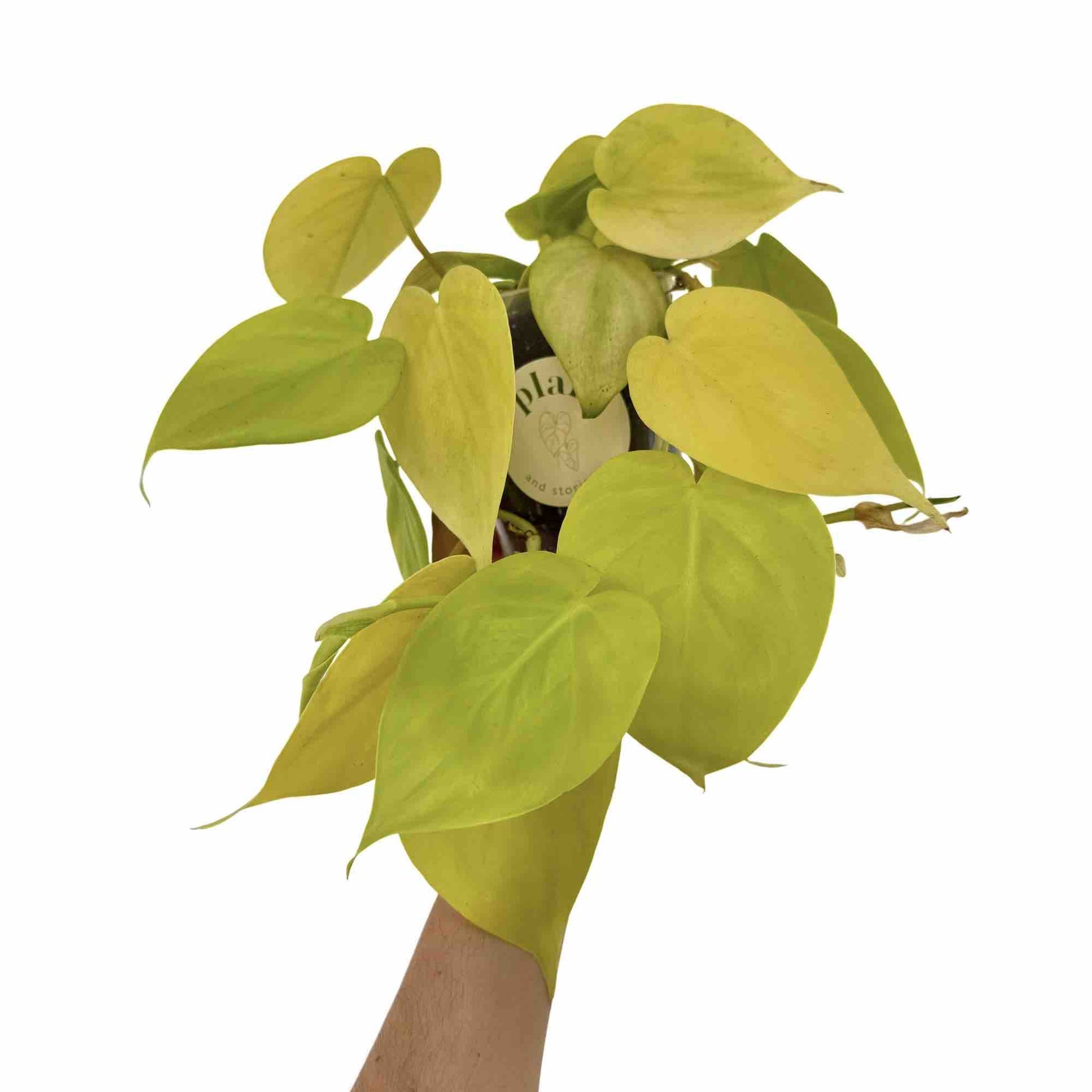 philodendron scandens lime Philodendron Scandens Lemon Lime Vibrant Brightening – plantandstories