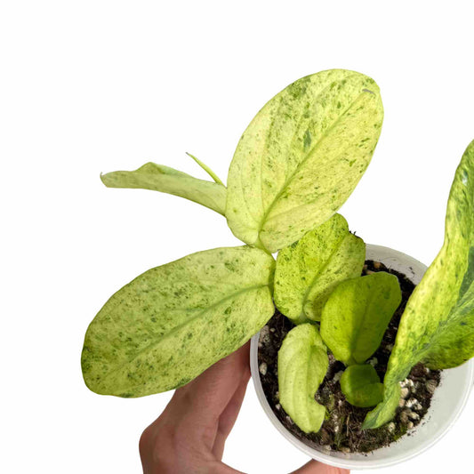 Jeune Rhaphidophora Korthalsii Marble Aurea dans un pot blanc en plastique, aux feuilles vert clair et jaune marbre