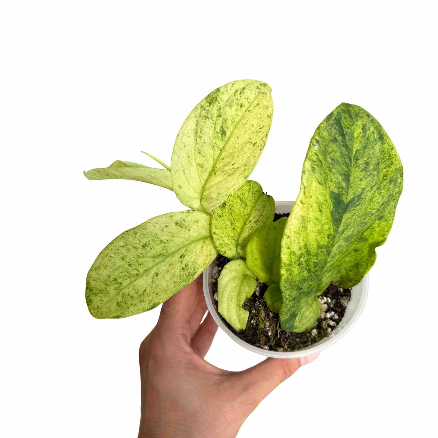 Rhaphidophora Korthalsii Marble Aurea