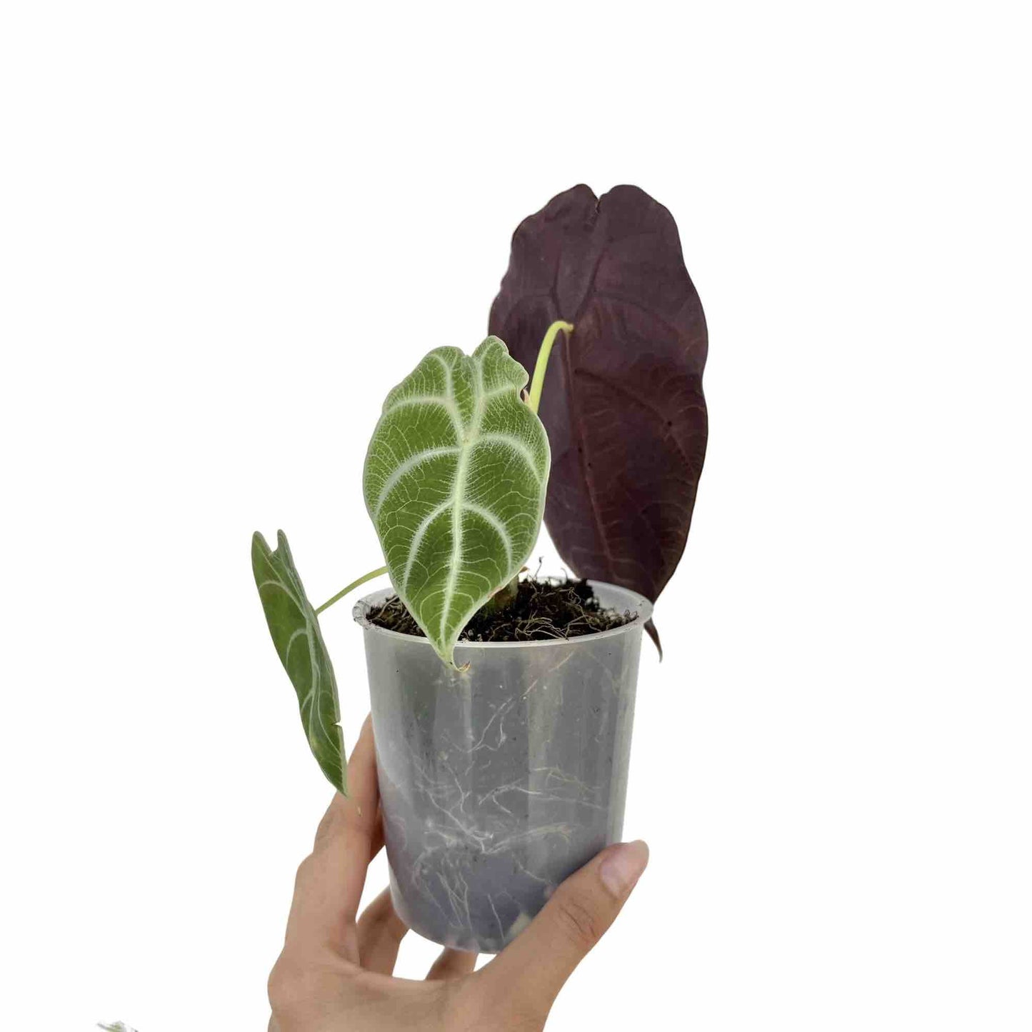 Alocasia Watsoniana