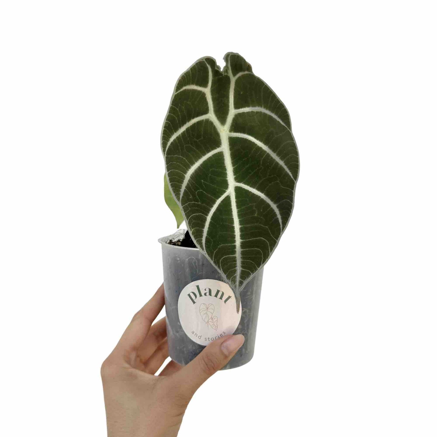Alocasia Watsoniana