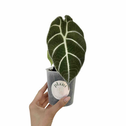 Alocasia Watsoniana