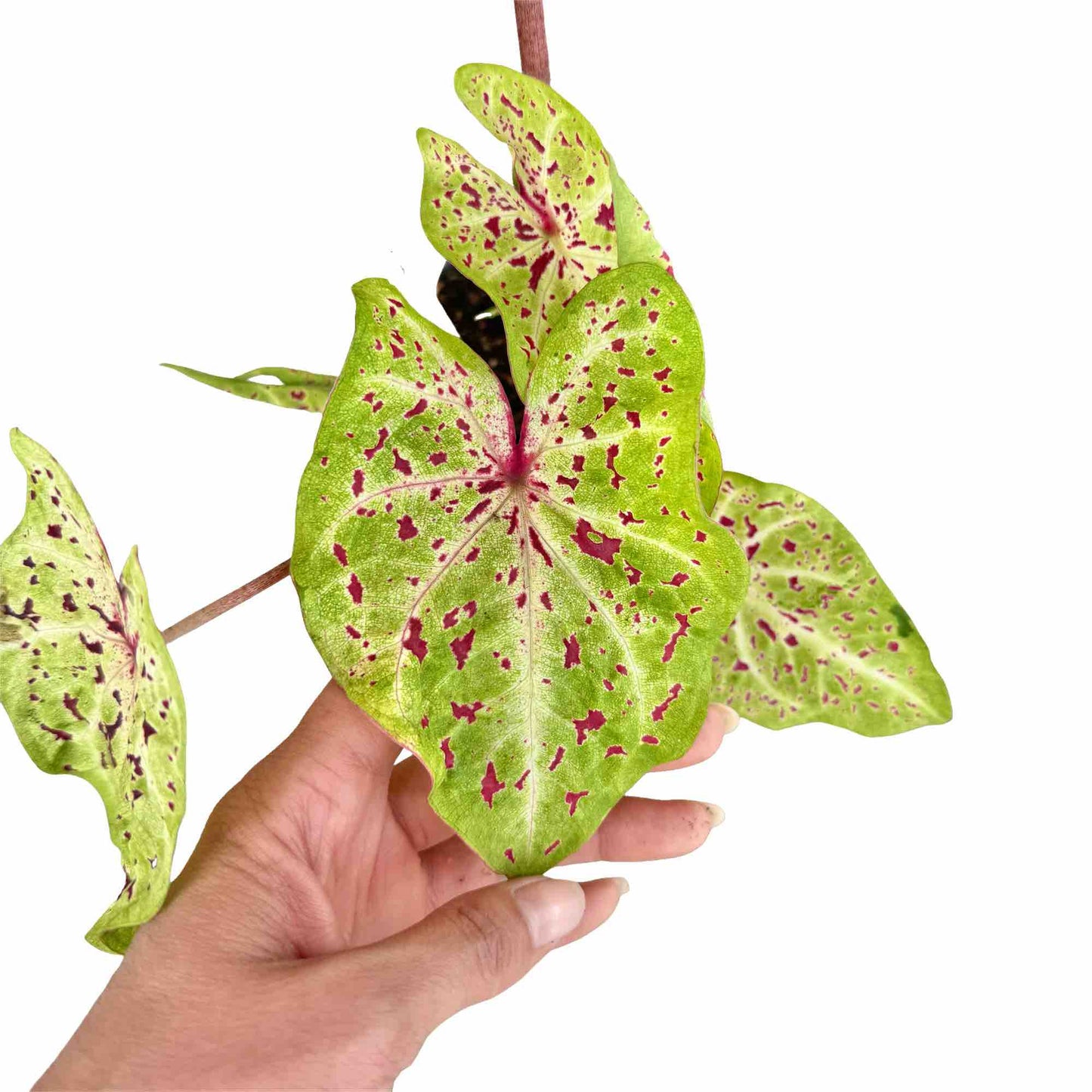 Caladium Miss Muffet