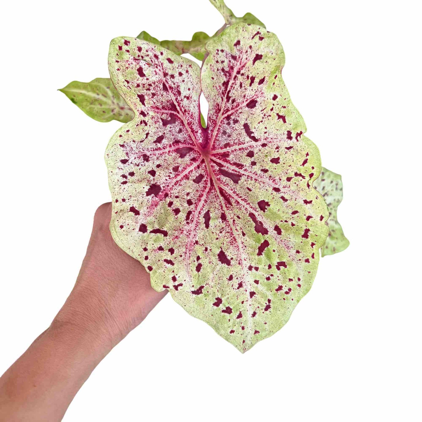 Caladium Miss Muffet