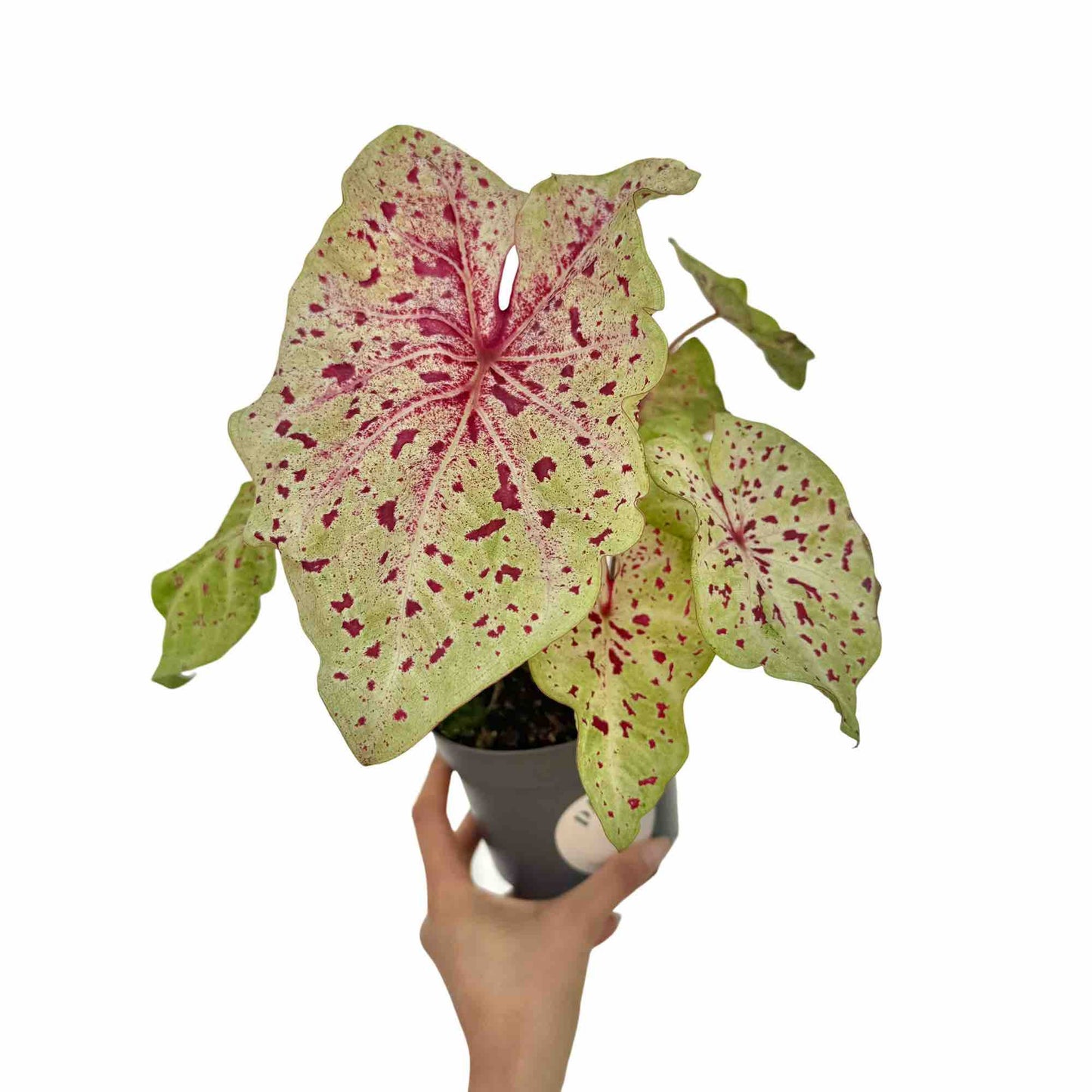 Caladium Miss Muffet