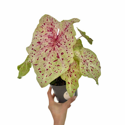 Caladium Miss Muffet