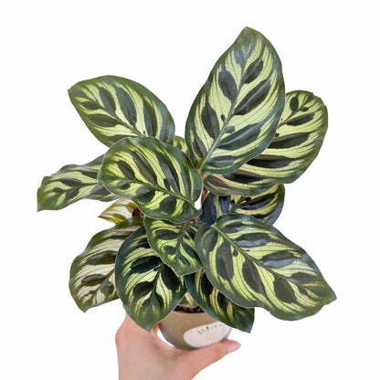 Calathea Makoyana