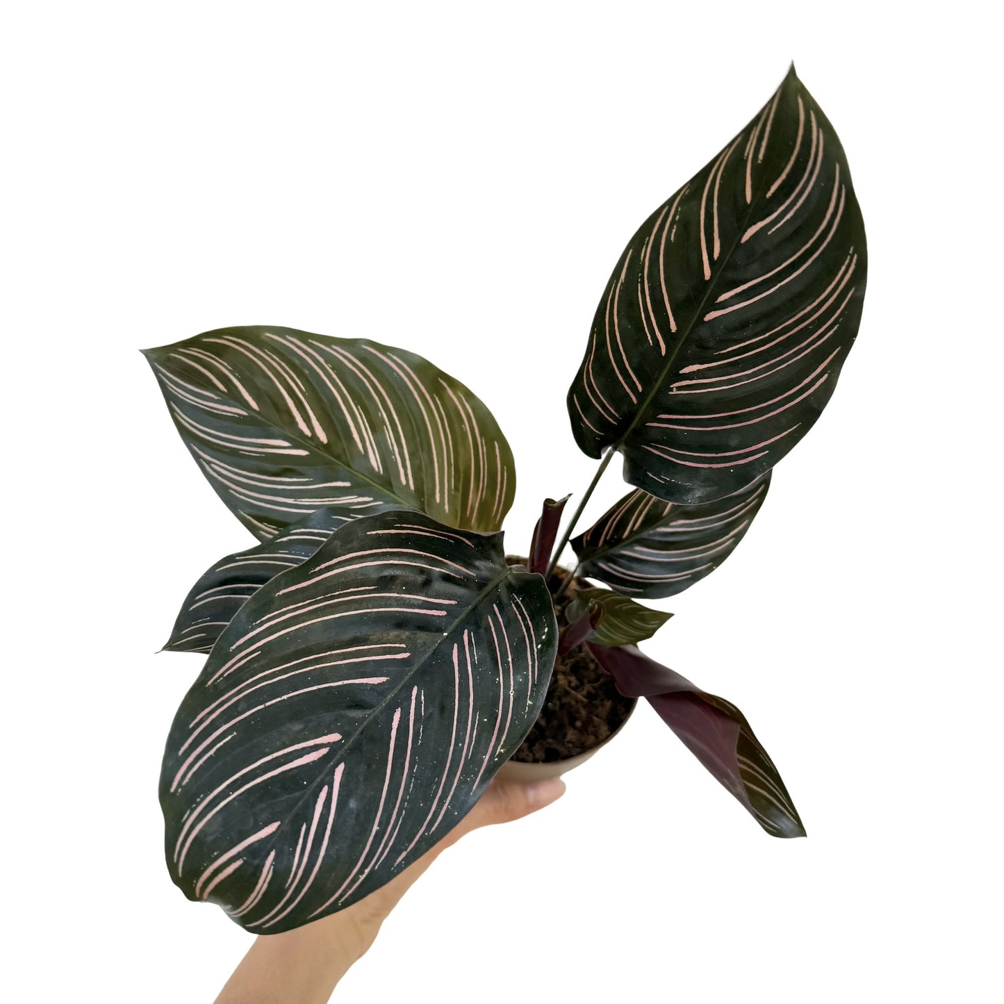 Calathea Ornata
