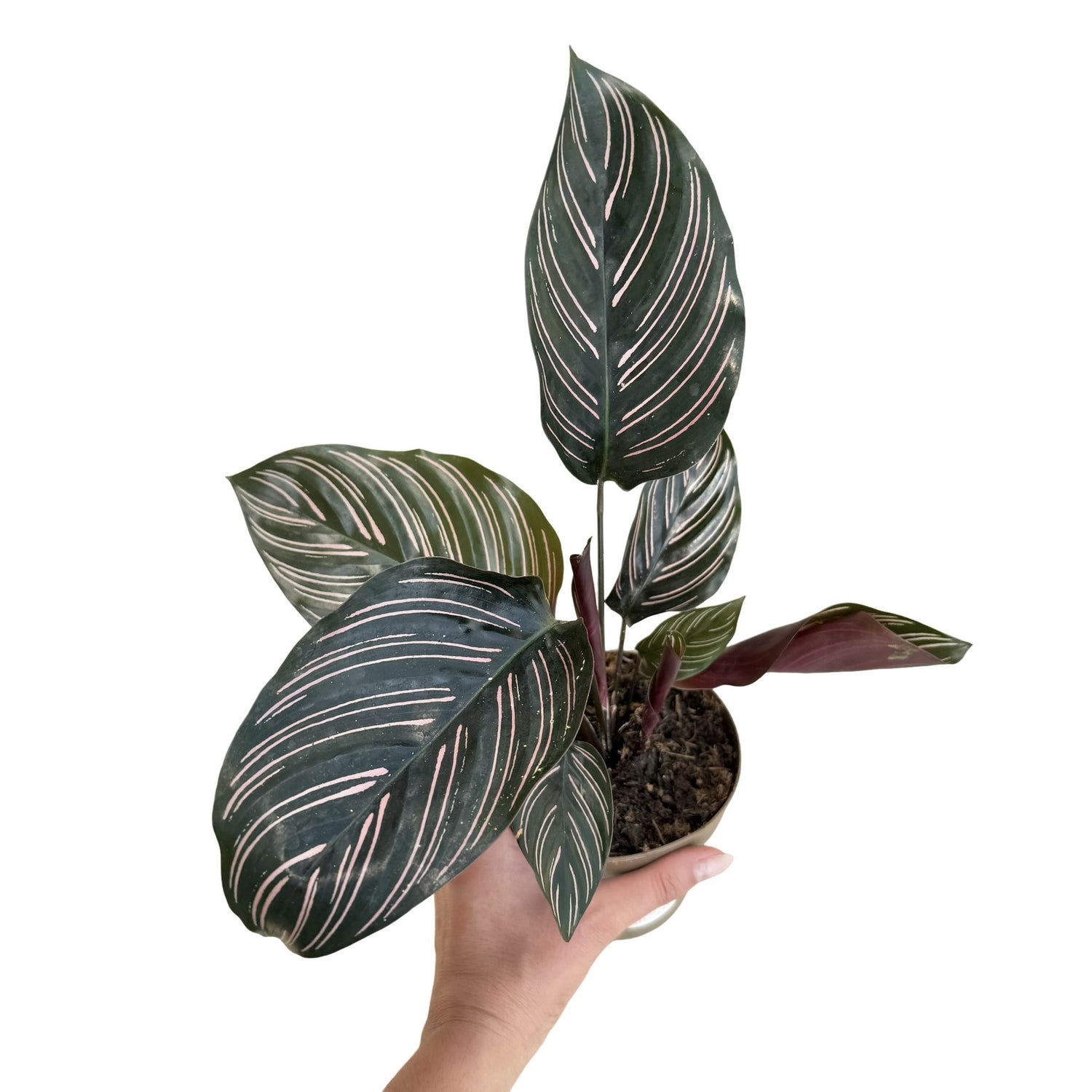 Plante d'intérieur Calathea Ornata aux feuilles vert foncé striées de fines lignes roses dans son pot de culture