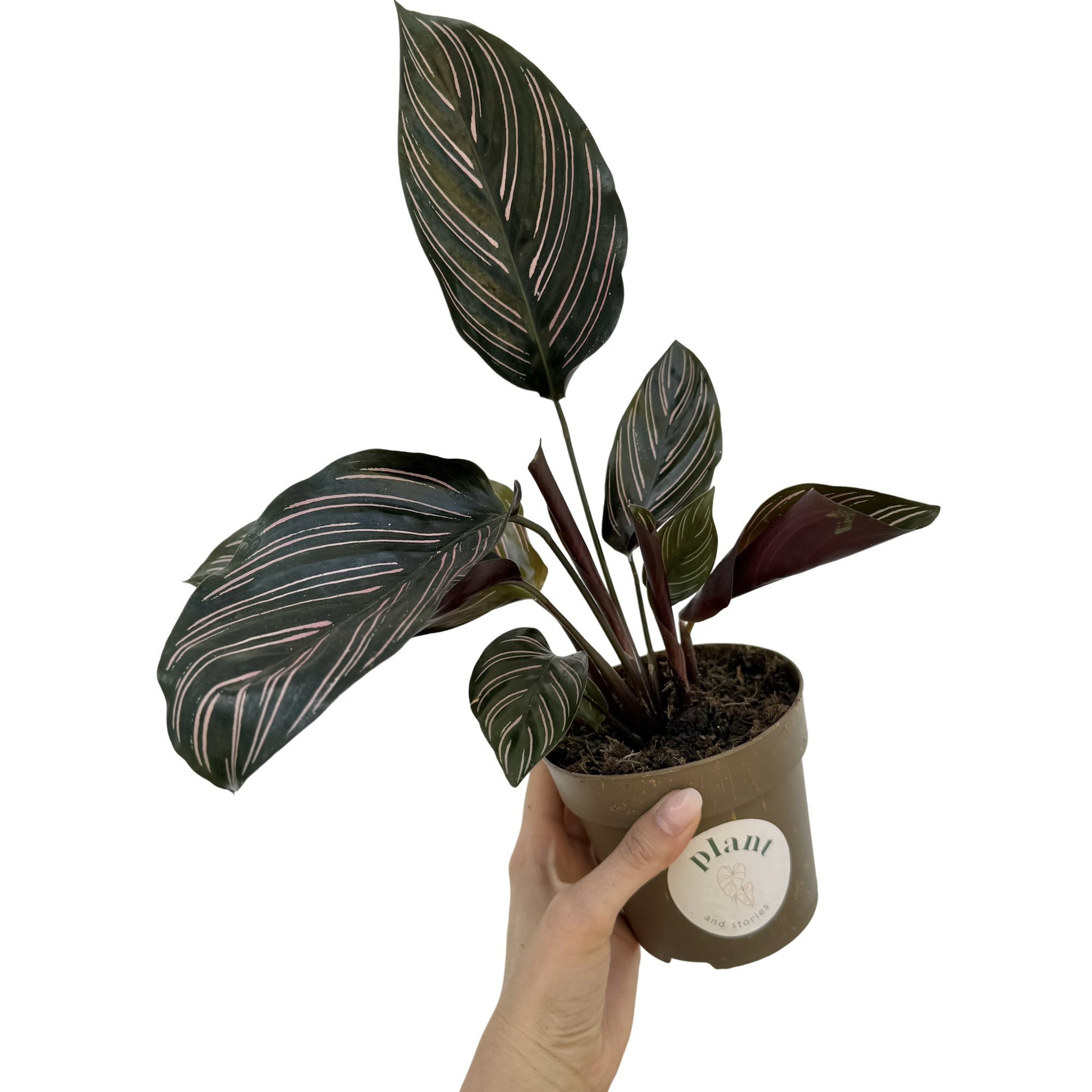 prayer plant ornata Indoor Plant Care Products, Fertilizers, Potting Soils – plantandstories