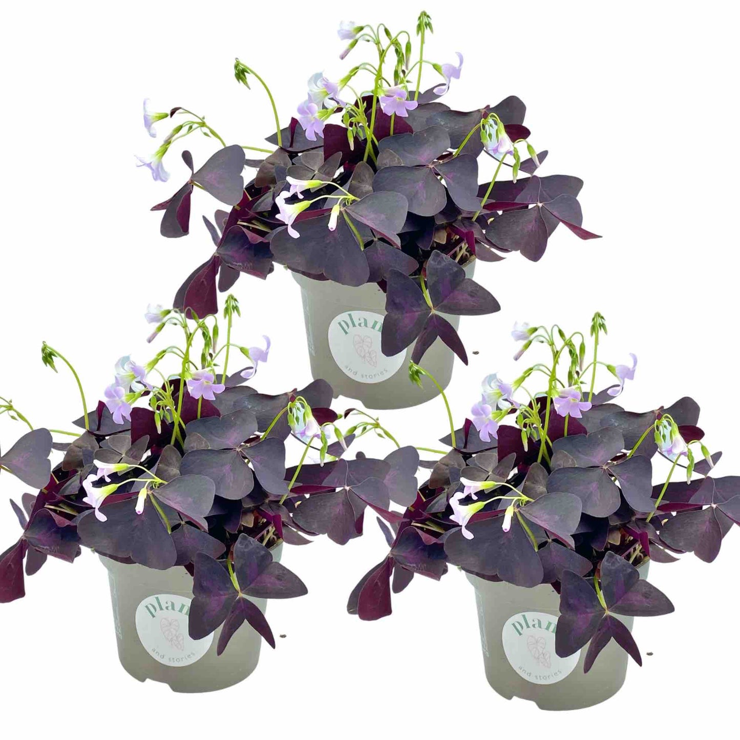 Lot de 3 Oxalis Triangularis - plantandstories