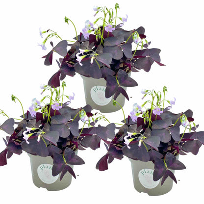 Lot de 3 Oxalis Triangularis - plantandstories